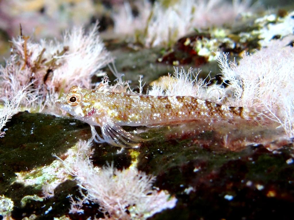 Tripterygion tartessicum(Carreras-C.,Pascual,Macpherson2007)